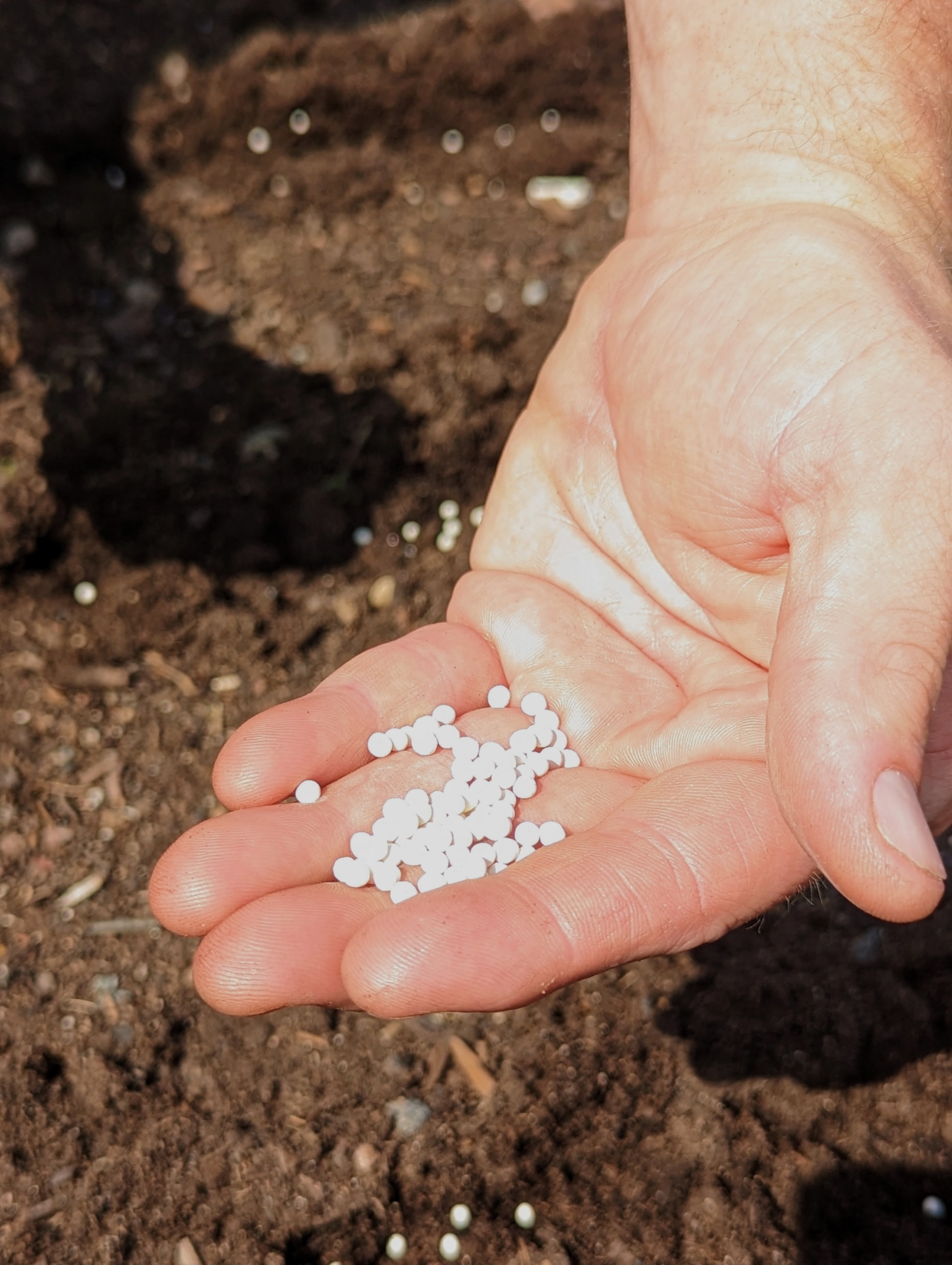 Planting Carrots, Beets, and Okra The Martha Stewart Blog