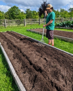 Ryan covers the rows with soil and then gives everything a good drink. Here, okra can be seeded into the garden as late as July and still produce a good late-summer crop.