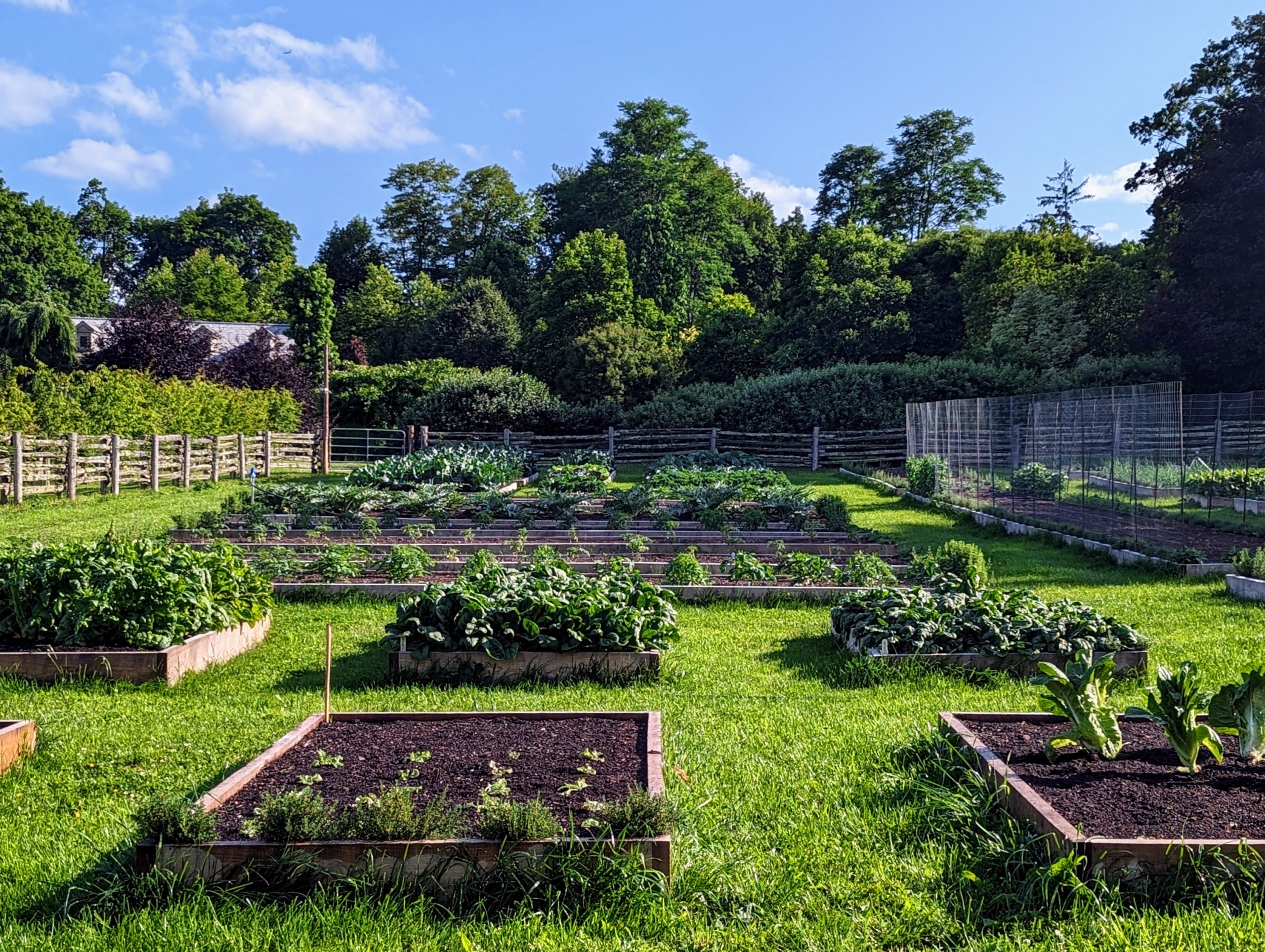 Everything is Growing Beautifully in My New Vegetable Garden - The Martha  Stewart Blog