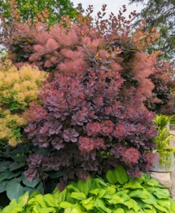 Cotinus, also known as smoke bush and smoke tree, is a genus of two species of flowering plants in the family Anacardiaceae, closely related to sumacs. This one is a royal purple smoke bush with its stunning dark red-purple foliage.