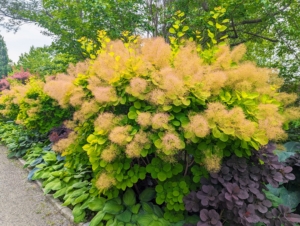 When planting, be sure to keep it from drying out, especially during its first growing season. Once the smoke bush is properly established it is quite drought-tolerant.