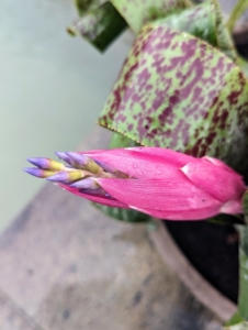 Most bromeliads only bloom once in their lifetime before producing new plant offshoots. This one will bloom in bright pink. Bromeliad blooms last up to six months, which is nice for the plant's lone flower show.