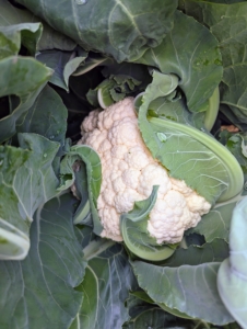 Here's one of our cauliflower heads. Cauliflower is slow-growing, needing 100 days, or three months, to reach maturity. Unlike broccoli, which has a domed head of tightly packed edible flower buds, a cauliflower head has dense, curd-like plant tissues with a soft texture and mildly sweet, nutty flavor.
