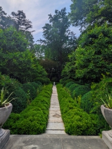 The garden behind my Summer House is always a favorite stop on the tour. The boxwood look very lush and green. Ryan pointed out the tall, old Ginkgo tree at the back – the focal point of this garden.