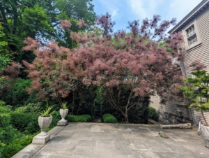 They also saw the blooming Cotinus at the edge of the Summer House terrace.