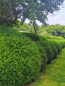 Here are more shapely boxwood shrubs – these surround my massive herbaceous peony bed. Ryan explained how we care for the boxwood and cover all the shrubs with burlap every winter to protect them from the elements. He also explained how we use TopBuxus to keep them looking so healthy.