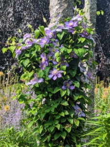 On the left, my winding clematis pergola, with the clematis just starting to bloom on each granite post. Most species are known as clematis, but it has also been called traveller’s joy, virgin’s bower, old man’s beard, leather flower, or vase vine.