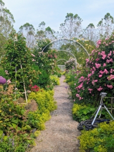 Guests had the opportunity to walk through the main greenhouse and my flower cutting garden. Every group experiences a different tour when they visit the farm depending on what is blooming at the time.