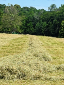 The windrows of cut, tedded, and raked hay are ready to bale. All my hayfields are planted with a custom mixture of orchard grass, tall fescue, and timothy seeds – all great for producing good quality hay. This day was dry and perfect for baling.