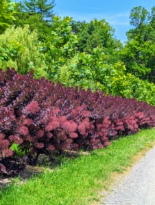 We planted this allée in 2019 and it has thrived ever since with such beautiful growth. Smoke bushes look great in the landscape and are a pretty choice for massing or for hedges.