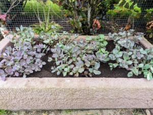 These stonecrop plantings will grow up to six to eight inches tall and 16-inches wide. They'll be so pretty to look at through the season. Happy summer planting.