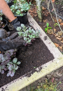 Next, he just places it into the planter soil at the same depth it was in its original container. These plants will grow raspberry-pink flowers this summer, which will entice bees and butterflies.