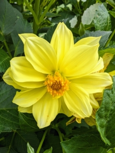 Dahlias are classified according to flower shape and petal arrangement. This one is a bright corn yellow with a bold yellow center.