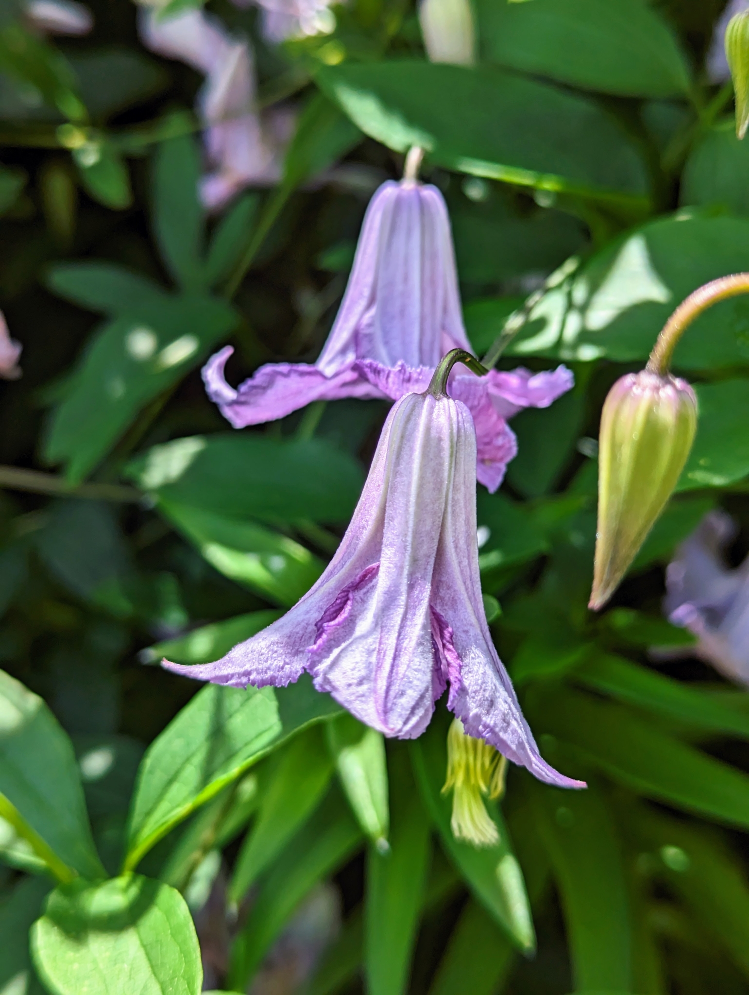 My Blooming Clematis Vines - The Martha Stewart Blog