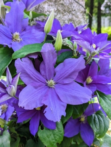 Clematis is a genus of about 300-species within the buttercup family Ranunculaceae. The name Clematis comes from the Greek word “klematis,” meaning vine.