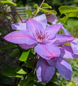 Clematis are native to China and Japan and are known to be vigorous, woody climbers.