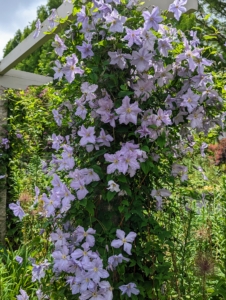 Some clematis cultivars will bloom in partial shade, but to really thrive, they need at least six-hours of sun each day. Just think, “head in the sun, feet in the shade.” The vines like sun, but cool, moist soil.