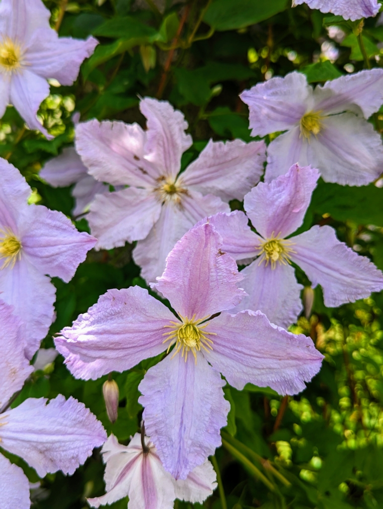My Blooming Clematis Vines - The Martha Stewart Blog