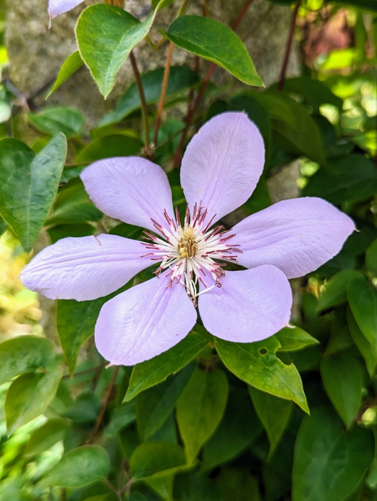 My Blooming Clematis Vines - The Martha Stewart Blog