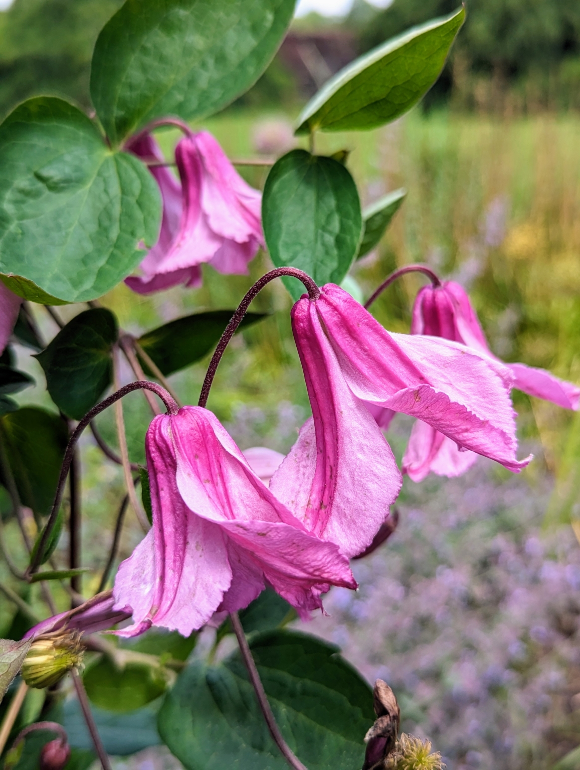 My Blooming Clematis Vines - The Martha Stewart Blog