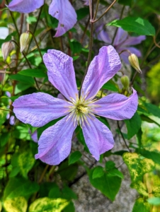 It can take several years for a clematis vine to mature and begin flowering prolifically. To shorten the wait, purchase a plant that’s at least two-years old. Clematis also prefer soil that’s neutral to slightly alkaline in pH.