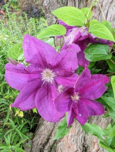 Clematis plants are also heavy feeders and benefit from a low nitrogen fertilizer such as 5-10-10 in spring, when the buds are about two-inches long. Alternate feedings every four to six weeks with a balanced 10-10-10 fertilizer and then continue this alternate feeding until the end of the growing season. The blooms appear constantly for many weeks making their everblooming nature a must-have in any garden.