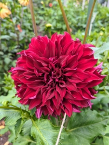 Currently, there are about 42 species of dahlia, with hybrids commonly grown as garden plants. A member of the Asteraceae family of dicotyledonous plants, some of its relatives include the sunflower, daisy, chrysanthemum, and zinnia.