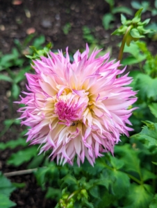 Here is an elegant dahlia which produces large blossoms with fully double, slender, deep pink petals with creamy throats that produce a frilled effect-hence the name Fimbriata meaning frilly.