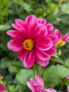This dahlia is named ‘Bashful’ with its dark burgundy petals, hot pink tips, and golden stamens in the center of the flower. The three-inch flower blooms on a plant that grows to two-and-a-half feet by the end of the season. This is a great dahlia for bedding, containers, and cut flowers.