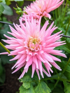 This cactus variety is called ‘Park Princess’ with tightly rolled rich, vibrant pink petals. It is a prolific re-bloomer and an excellent cut flower.