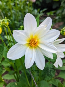 This is a single dahlia with just one row of petals surrounding the center disc. They range from a charming single, daisy-like flower to the popular double varieties which can be two-inch-pompons to 12-inch dinner plate size. They are divided into 10 groups: single, anemone, collarette, waterlily, decorative, fall, pompon, cactus, semi-cactus, and miscellaneous.