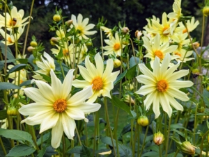 These dahlias are creamy yellow with bold yellow centers.