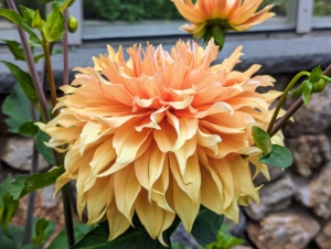 There are just so many flowers that have opened beautifully - this a pale light orange with prettily formed petals.