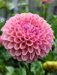 Pompon dahlias yield masses of intricate, fully double blooms measuring up to two-and-a-half inches across. This dahlia is a pretty light pink to salmon color.