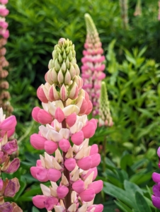 Lupinus, commonly known as lupin or lupine, is a genus of flowering plants in the legume family, Fabaceae. The genus includes more than 200 species. It’s always great to see the tall spikes of lupines blooming. Lupines come in lovely shades of purple, pink, white, yellow, and even red. Lupines also make great companion plants, increasing the soil nitrogen for vegetables and other plants nearby.