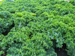 Kale or leaf cabbage is a group of vegetable cultivars within the plant species Brassica oleracea. They have purple or green leaves, in which the central leaves do not form a head.