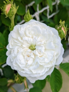 This rose is a lovely white variety. It has full-petalled, rosette-shaped flowers with a button eye and a strong fragrance.
