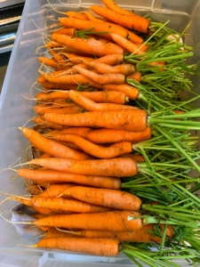 Here's our bin of carrots. We have such beautiful carrots this season. Most are familiar with the orange carrots, but they also come in red, yellow, white, and purple.