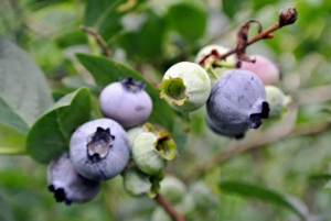 Blueberries were once called “star fruits” by North American indigenous peoples because of the five-pointed star shaped crown.