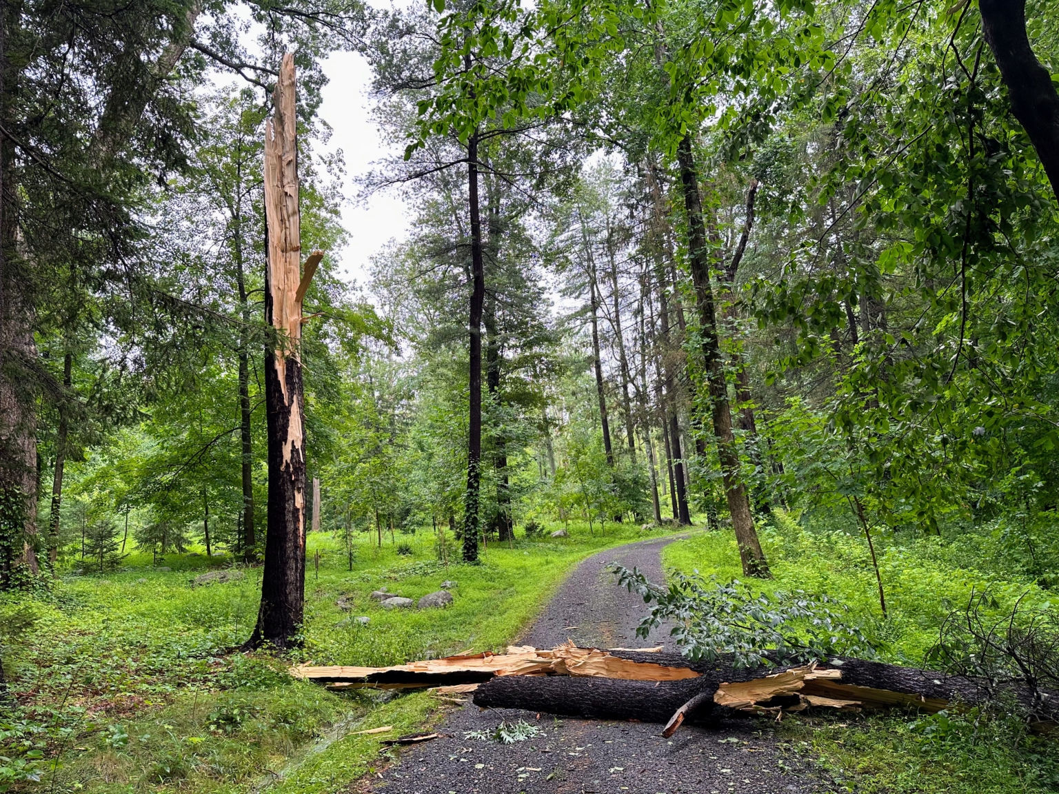 Cleaning Up a Fallen Tree The Martha Stewart Blog