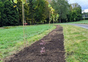This allée was first planted in October of 2019. I chose to plant two rows of London plane trees – 46-trees in all. And then next to them, the smoke bushes. When selecting a location, always consider the tree’s growth pattern, space needs, and appearance.