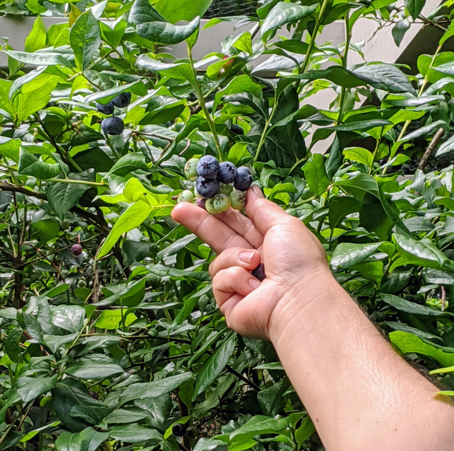 Picking Blueberries and Currants at My Farm - The Martha Stewart Blog