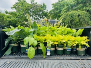 This selection includes a variety of hosta plants. Hostas, with a palette of so many different colors, textures, and sizes have tremendous landscape value and offer great interest to the garden. Hosta is a genus of plants commonly known as hostas, plantain lilies, and occasionally by the Japanese name, giboshi. They are native to northeast Asia and include hundreds of different cultivars.
