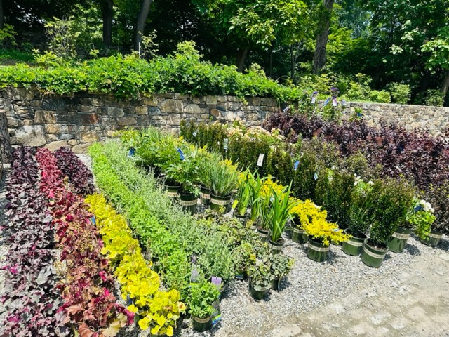 Early August in My Flower Garden - The Martha Stewart Blog