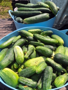 Here are our trug buckets of cucumbers. I think this is one of our biggest cucumber harvests yet!