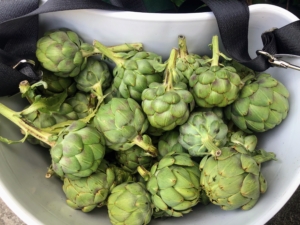 Here’s the bucket filled to the top with garden fresh artichokes.