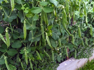 Our peas are so fresh and green. The oldest known pea was found in Thailand – it was 3000-years old.