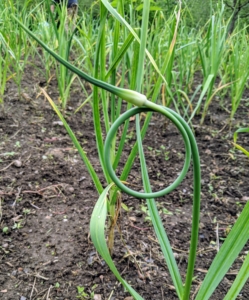 In June, one can see the scapes beginning to form. Garlic scapes are the flower buds of the garlic plants. They’re ready about a month before the actual garlic bulbs. Scapes are delicious and can be used just like garlic. Scapes can be cut when the center stalks are completely formed and curled ends are seen growing above the rest of the plants.