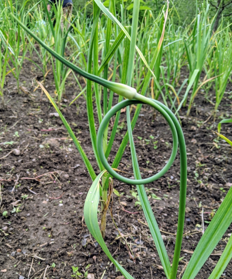 Stunning Martha Stewart Planting Garlic Landscape for Your Screen Stunning Martha Stewart Planting Garlic Landscape for Your Screen