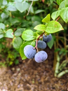 Here at the farm, everyone eagerly awaits the ripening of the blueberries. They are so perfect for snacking fresh off the stem or for making lots of delicious desserts and other treats. Once we see the berries turn this dark blue, we're all out there with our berry boxes ready to pick.